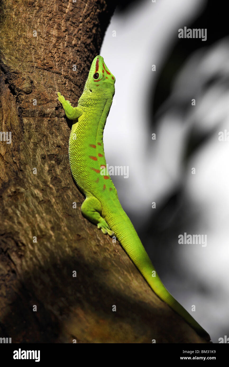 Lagarto gecko en tronco de árbol Foto de stock