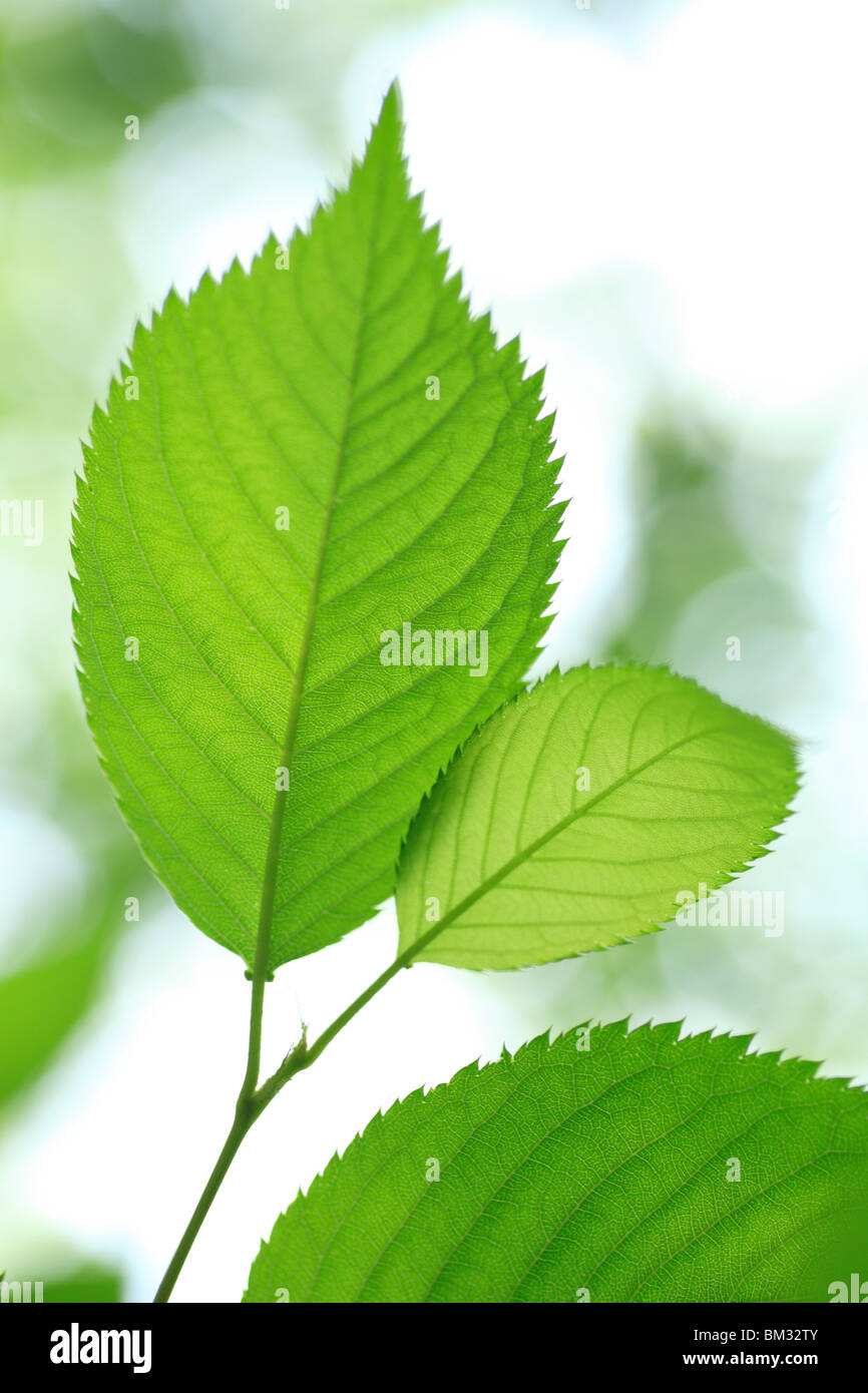 Hojas de color verde Foto de stock