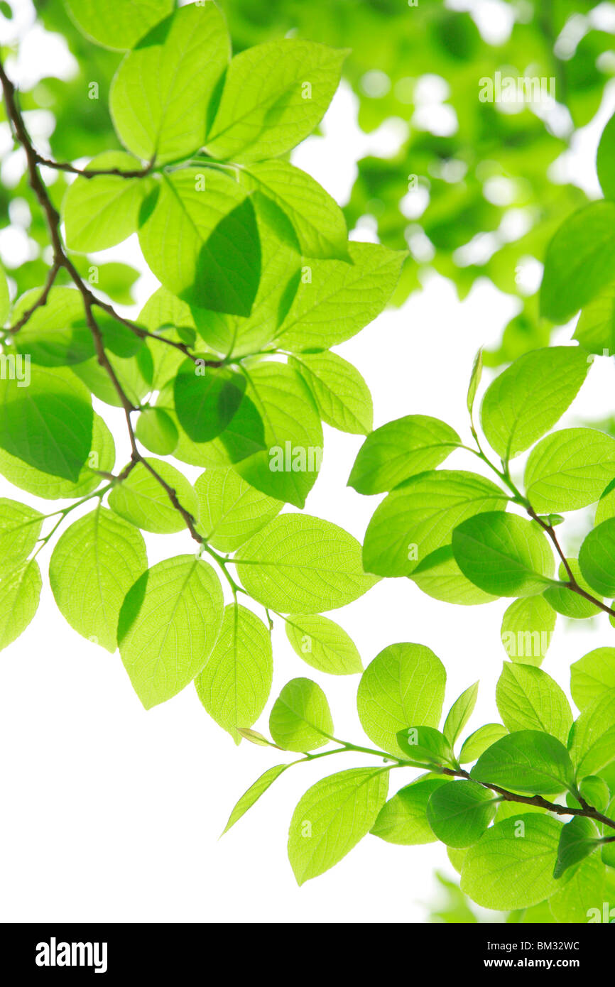 Hojas de color verde Foto de stock