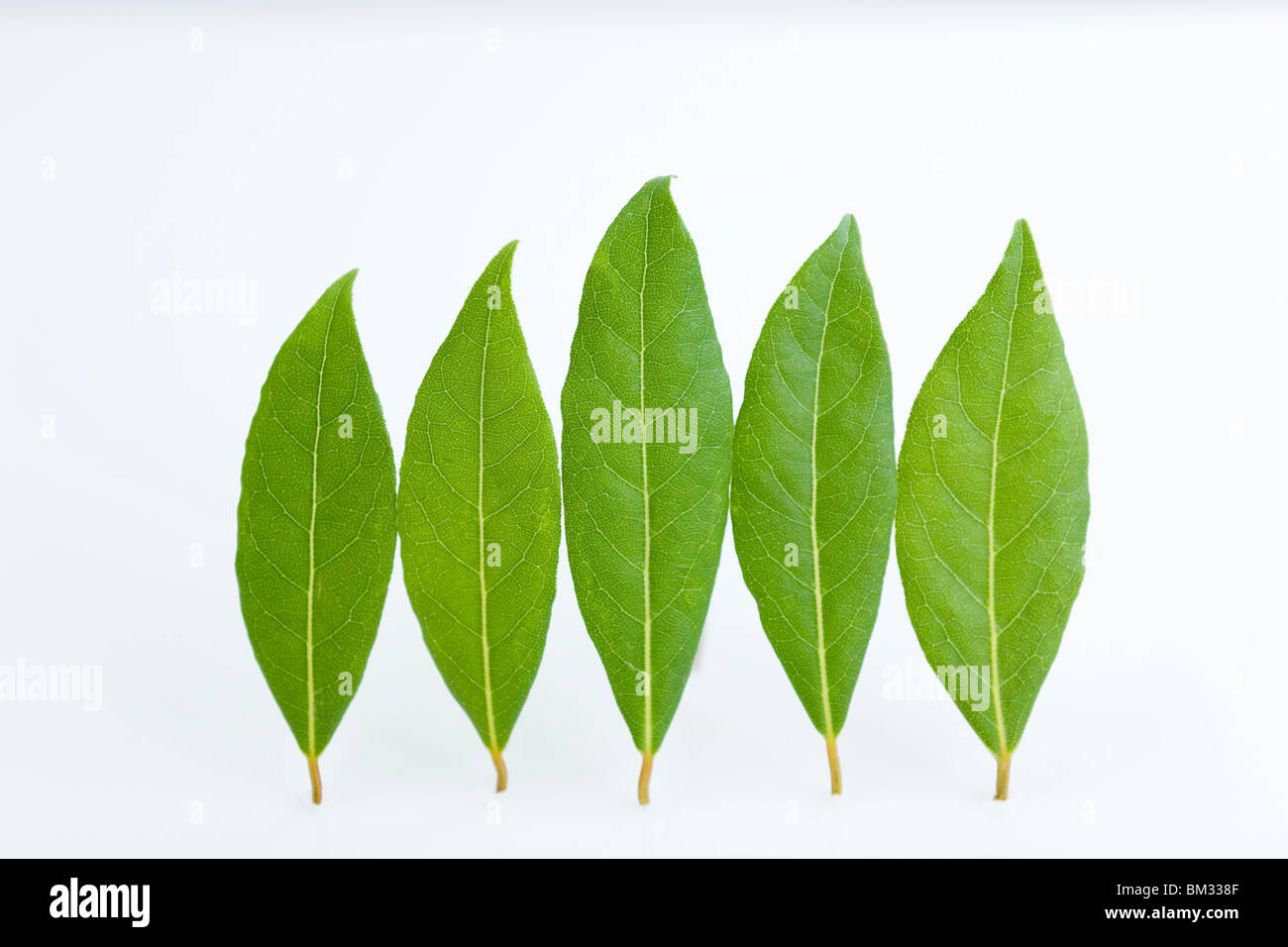 Color de la hoja de laurel fotografías e imágenes de alta resolución