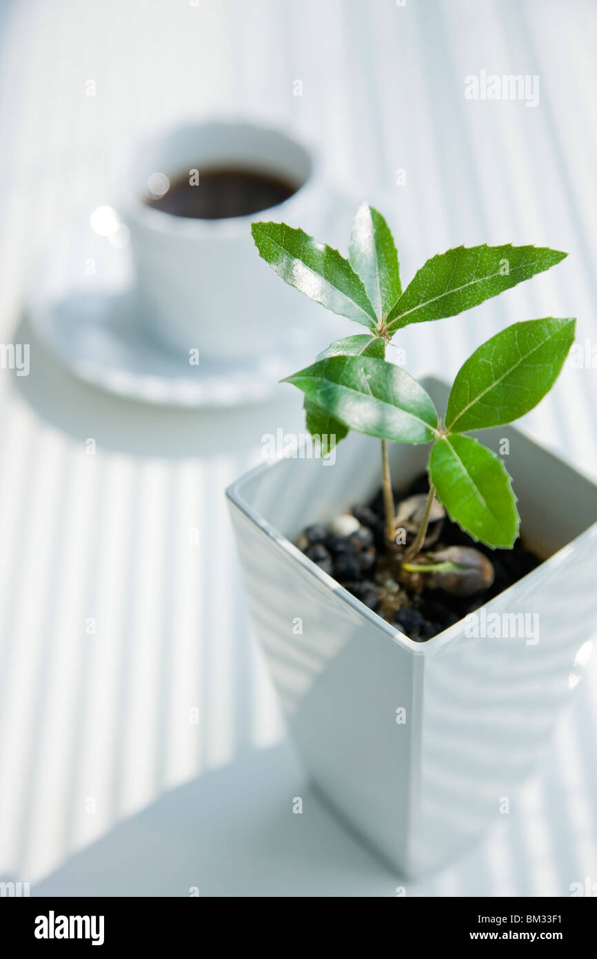 Planta en maceta y café Fotografía de stock - Alamy
