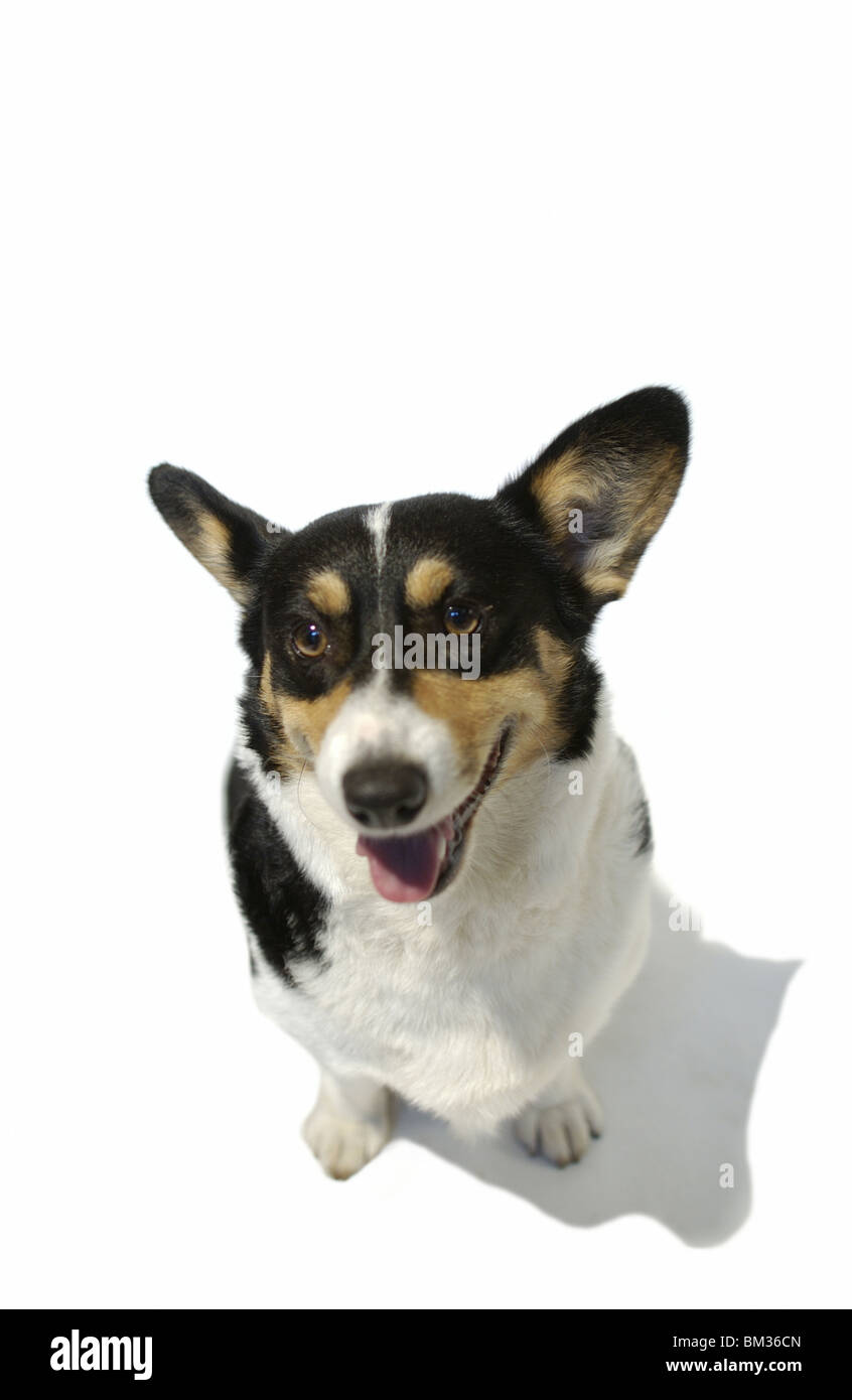 Cardigan, fondo blanco. Foto de stock