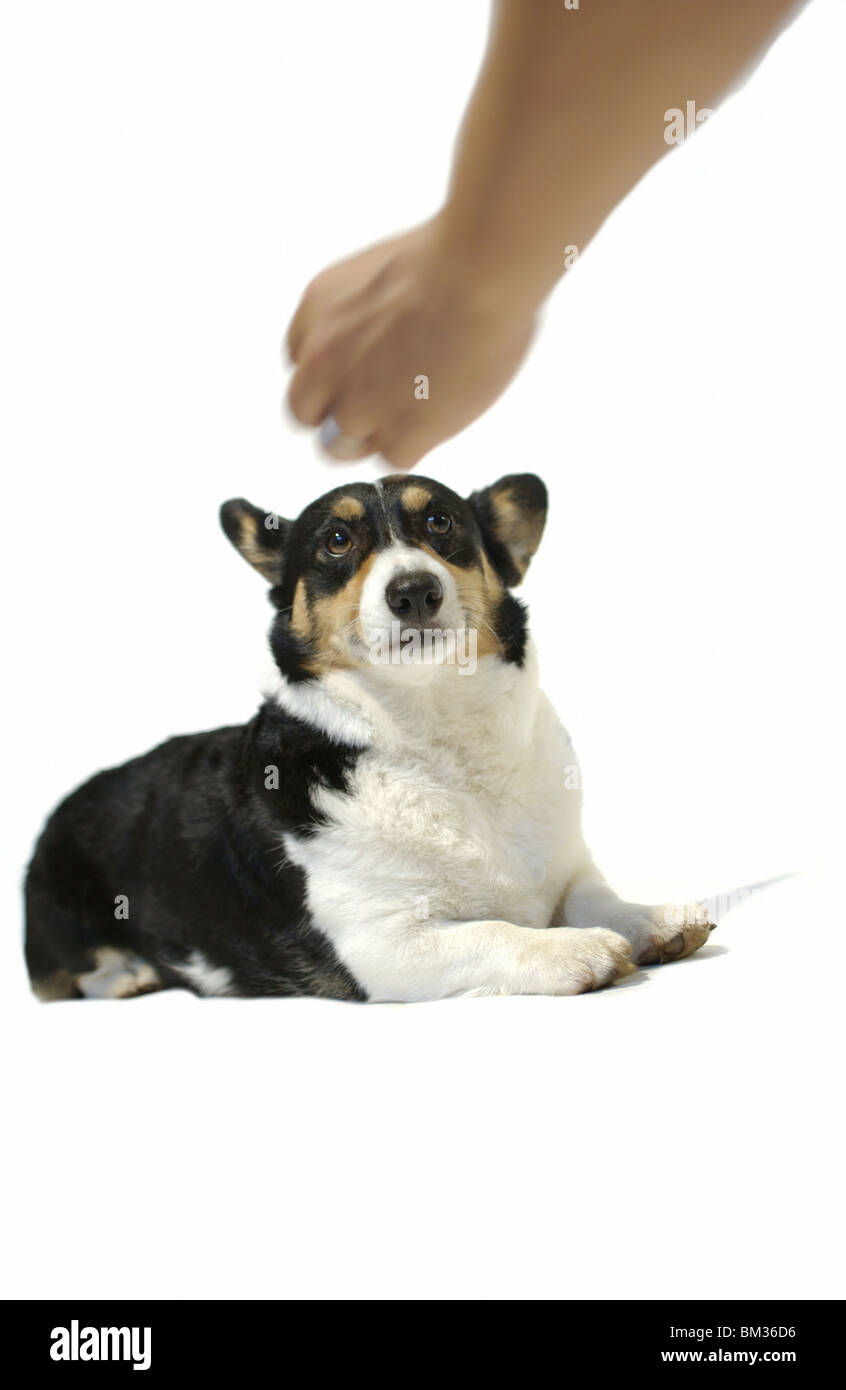 Welsh Corgi mirando mano fondo blanco. Foto de stock