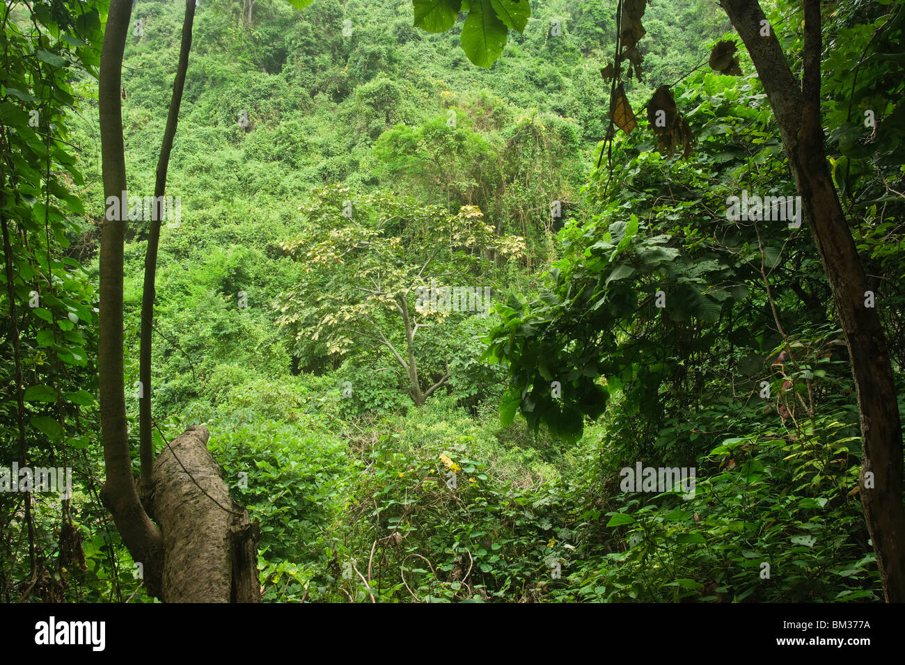 El bosque tropical seco, Guayaquil, Ecuador Foto de stock