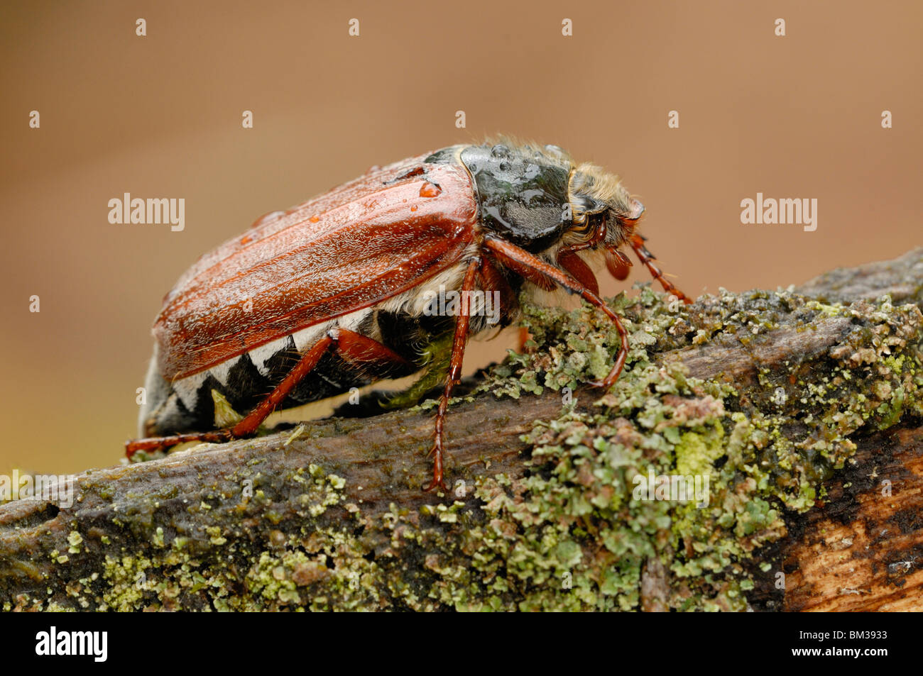 Maybug Cockchafer común, (Melolontha melolontha). Arrastrándose en adultos log antiguo en roble. Foto de stock