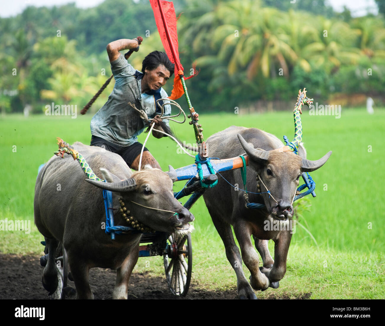 Bali Perancak, practicando para carreras de búfalos, Indonesia Foto de stock
