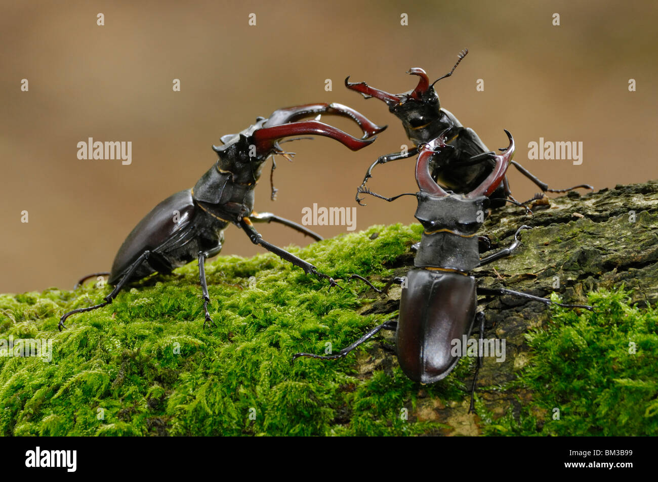 Stag Beetle (Escudo cervus). Tres hombres luchando por hembra en Mossy Oak en woodland hábitat, Países Bajos. Foto de stock