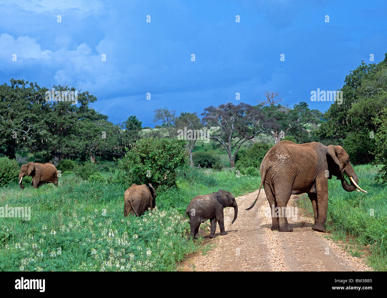 Los elefantes cruzar la carretera Serangeti Tanzania África Oriental Foto de stock