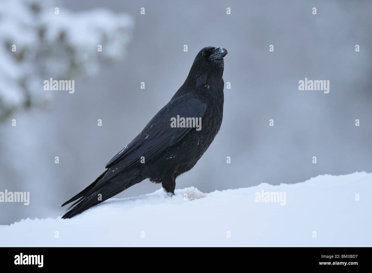 El Cuervo común (Corvus corax), adulto posado sobre la nieve. Foto de stock