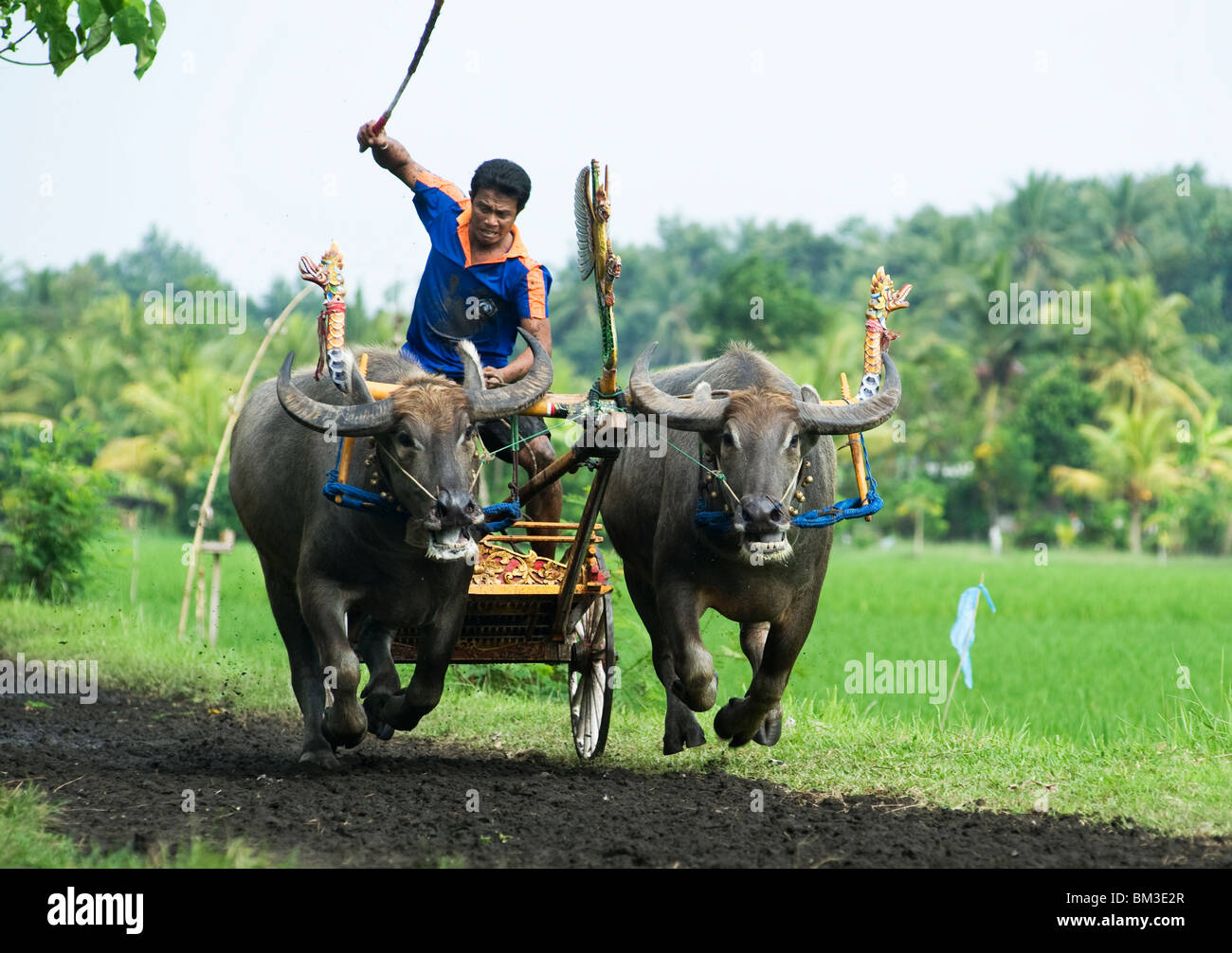 Bali Perancak, practicando para carreras de búfalos, Indonesia Foto de stock