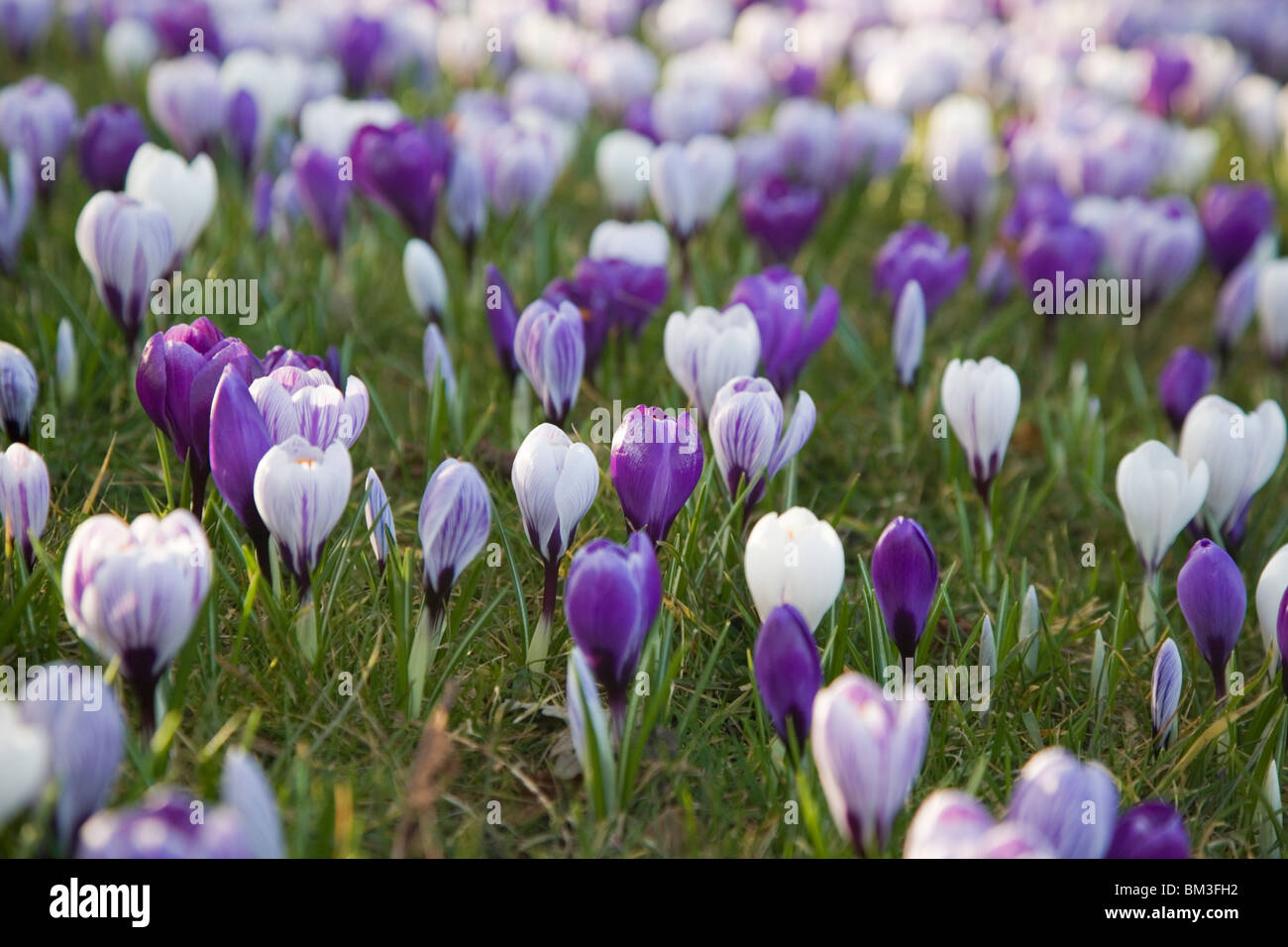 Floración de primavera azafrán Foto de stock