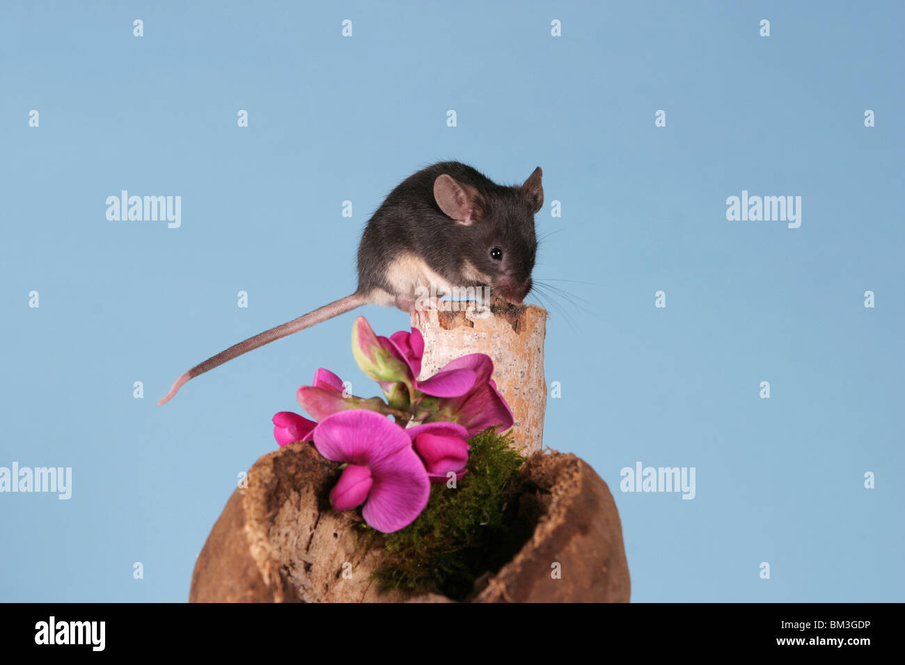 Maus ratón Foto de stock