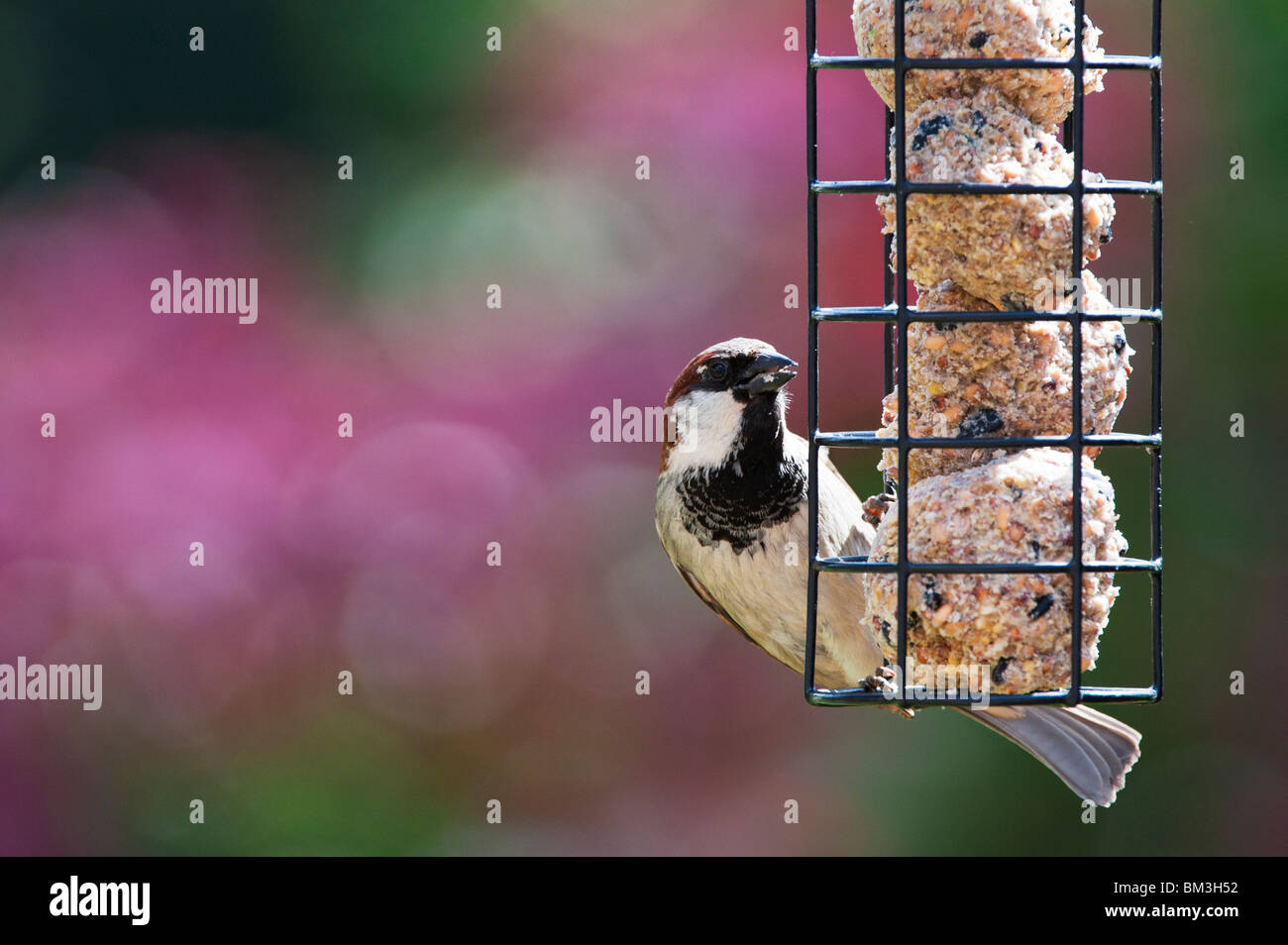 Passer domesticus. Gorrión macho alimentándose en un alimentador de bolas de sebo Foto de stock