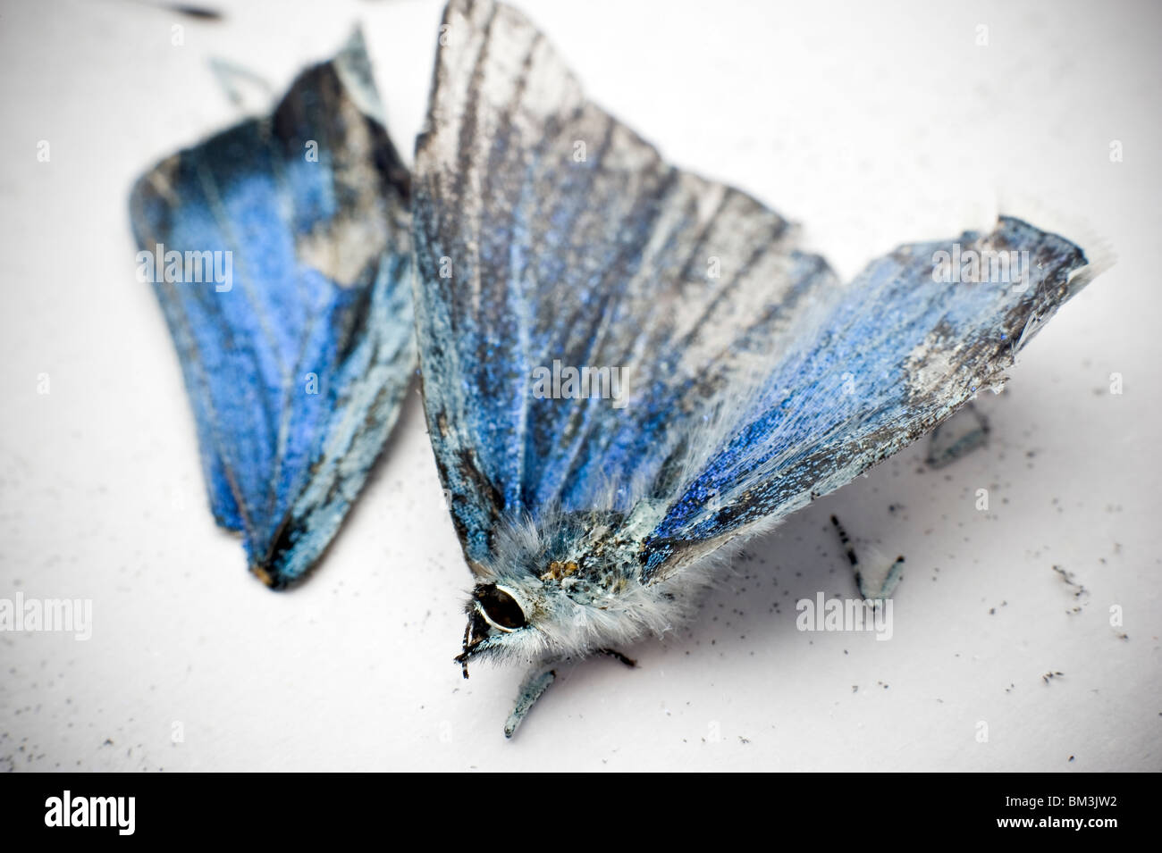 Muertos y roto 'Small' mariposa azul Foto de stock