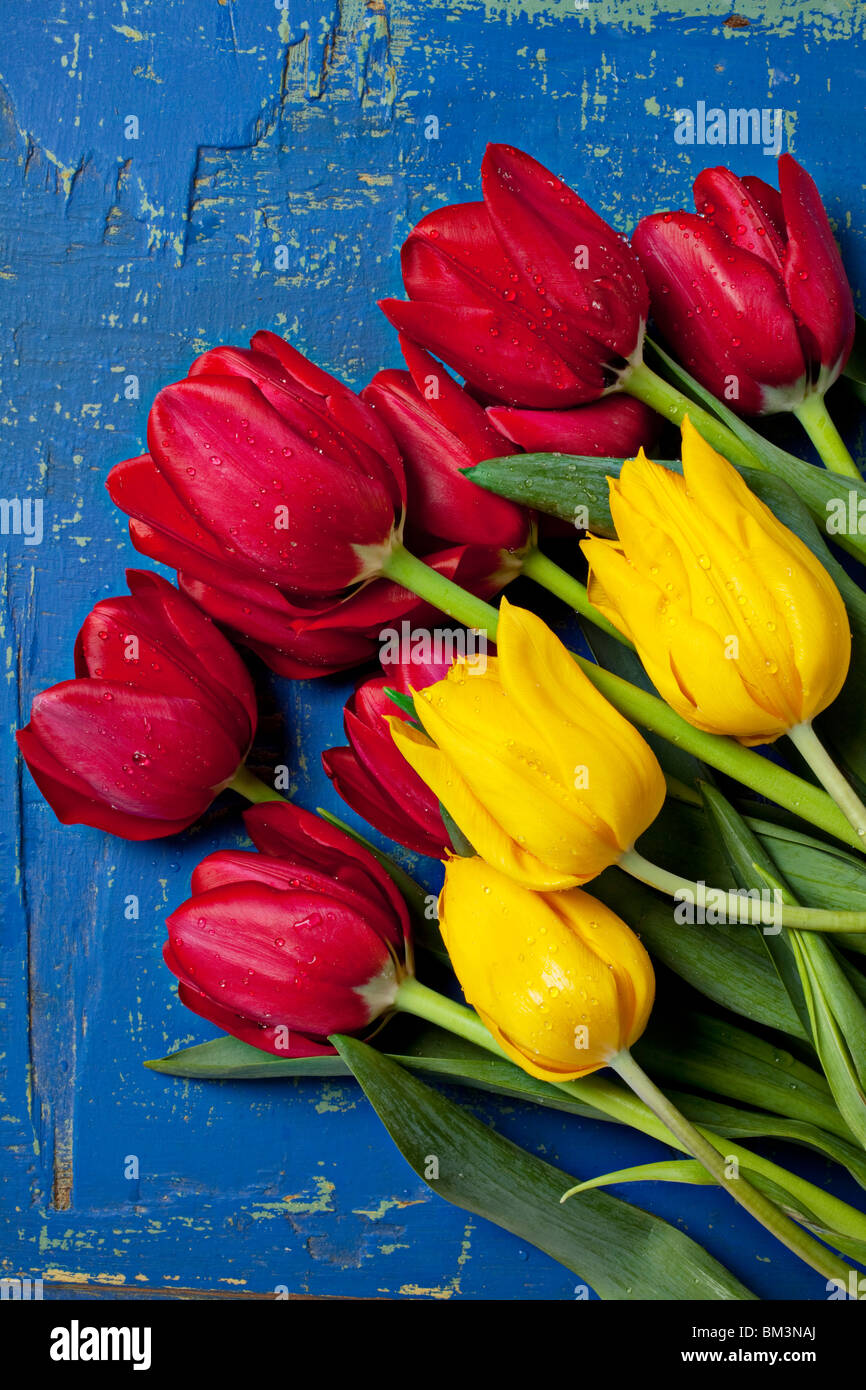Tulipanes rojos y amarillos en la vieja tabla azul Foto de stock
