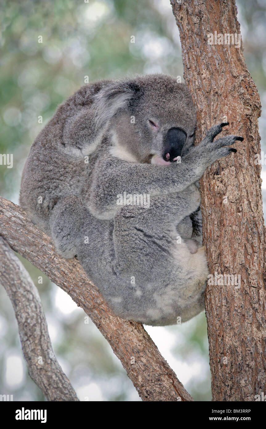 El Koala Con El Bebe Durmiendo En Un Arbol De Eucalipto Fotografia De Stock Alamy El Koala Con El Bebe Durmiendo En Un Arbol De Eucalipto Fotografia De Stock Alamy