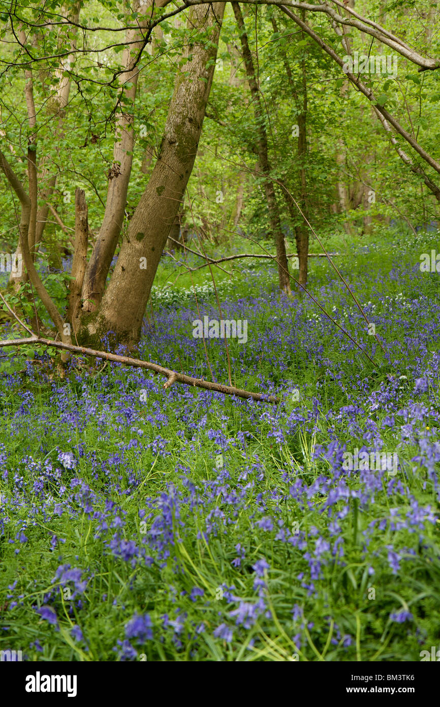 Coloridas campanillas creciendo alrededor de la base de árboles en una
