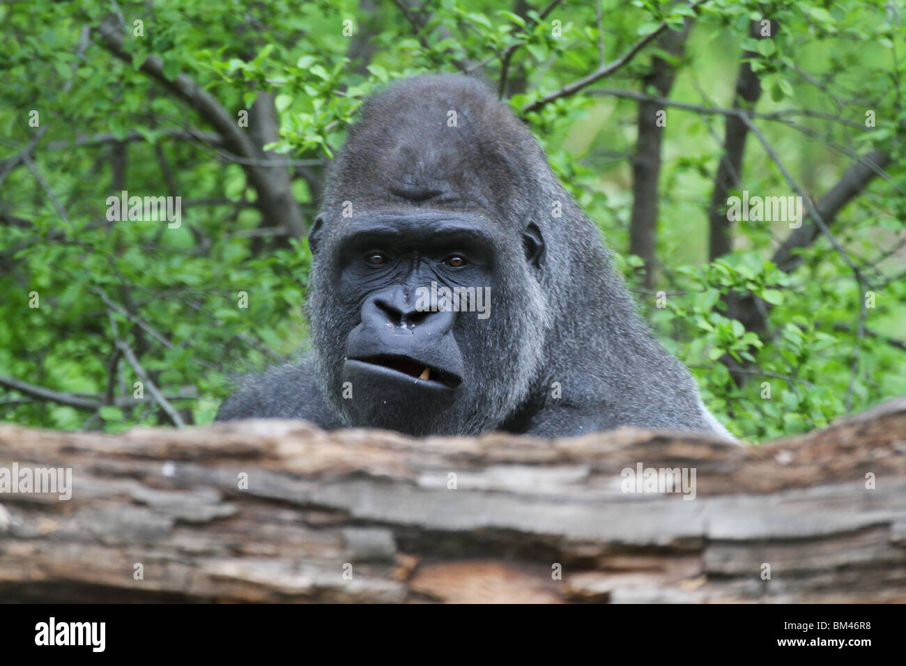 MO2-338D; SILVERBACK gorila de las tierras bajas; mirando por encima de la extremidad Foto de stock