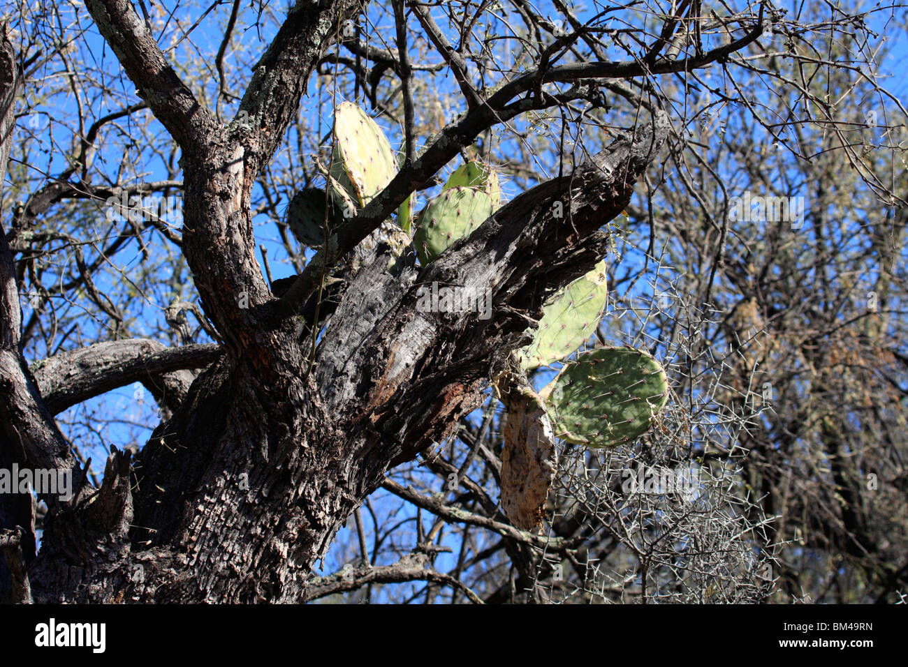 árboles De Mezquite Prosopis Fotografías E Imágenes De Alta Resolución