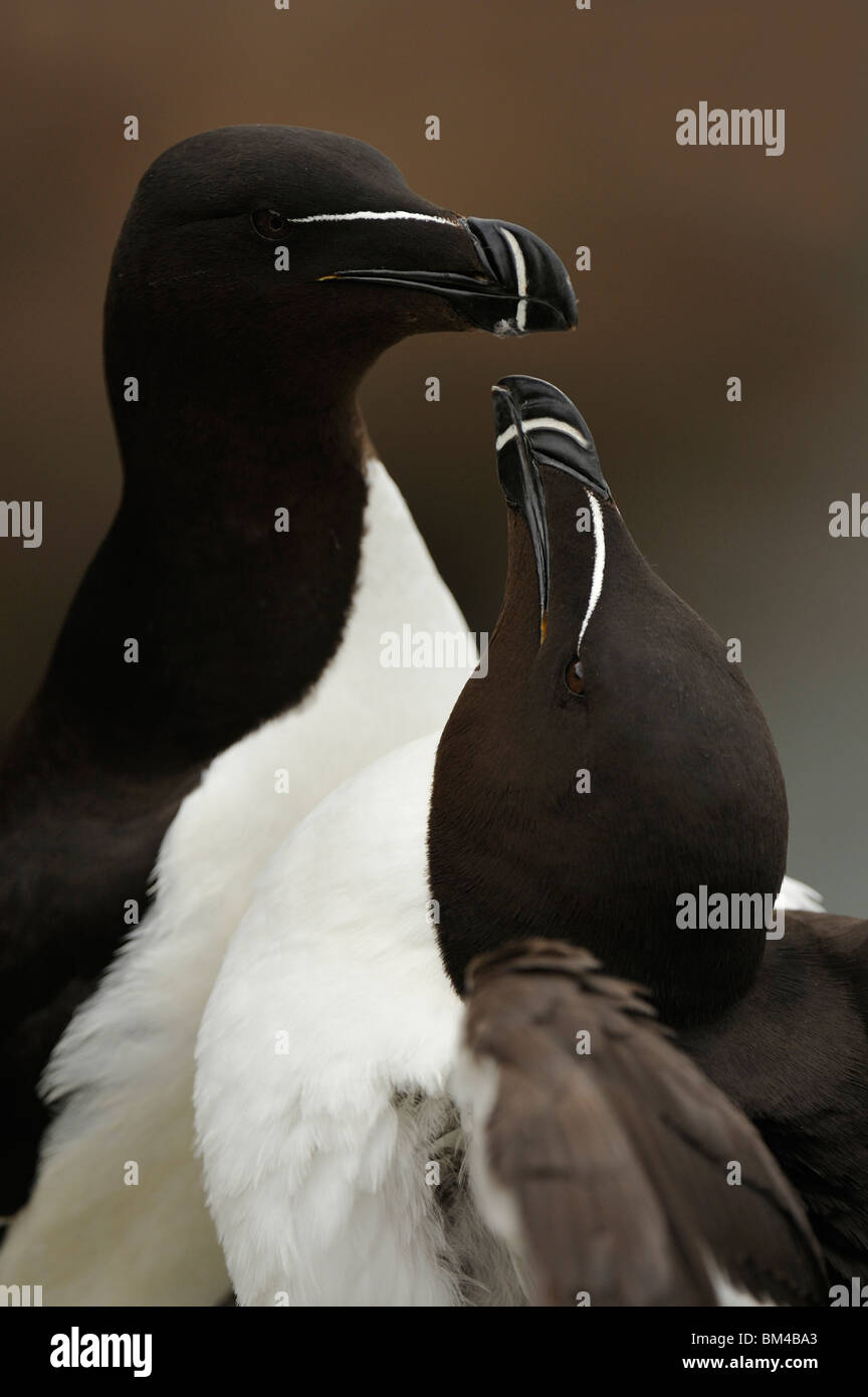 Razorbill (Alca torda), pareja de amantes. Foto de stock