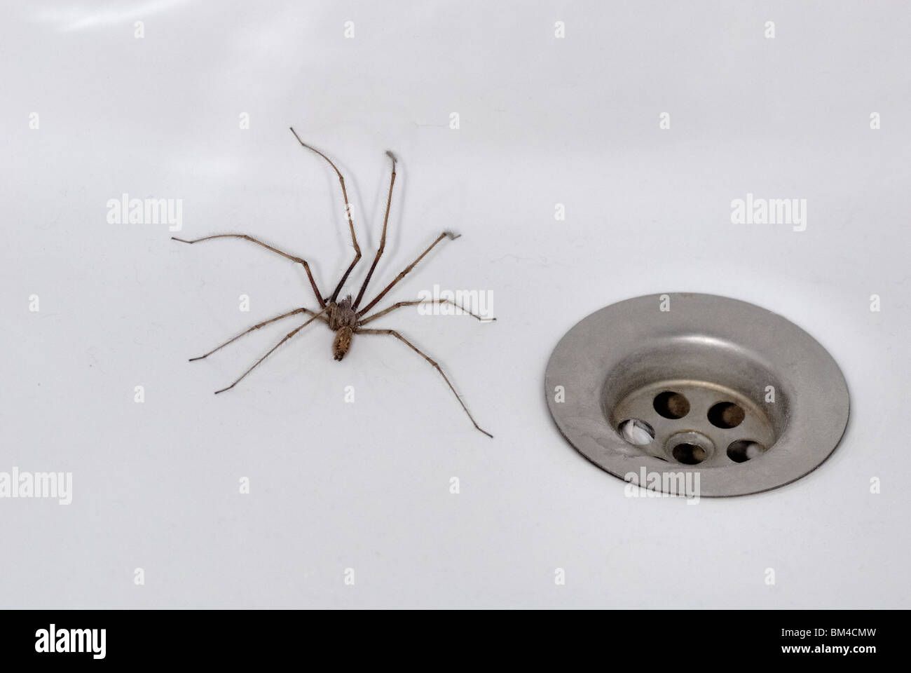 Casa junto a una araña del agujero del tapón en un baño Foto de stock