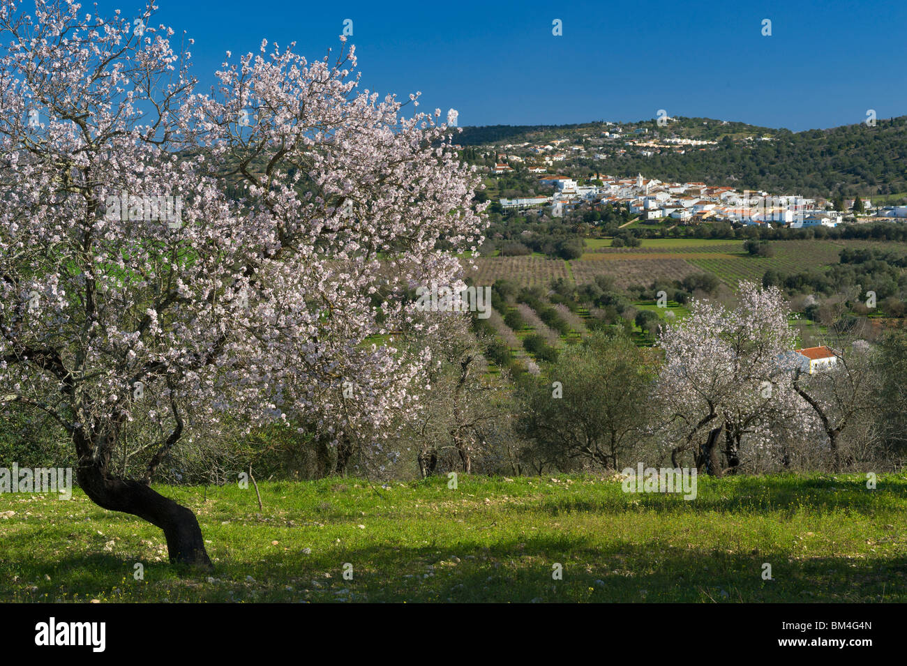 Portugal, el Algarve, Paderne, pueblo del interior con la flor del almendro en el campo Foto de stock