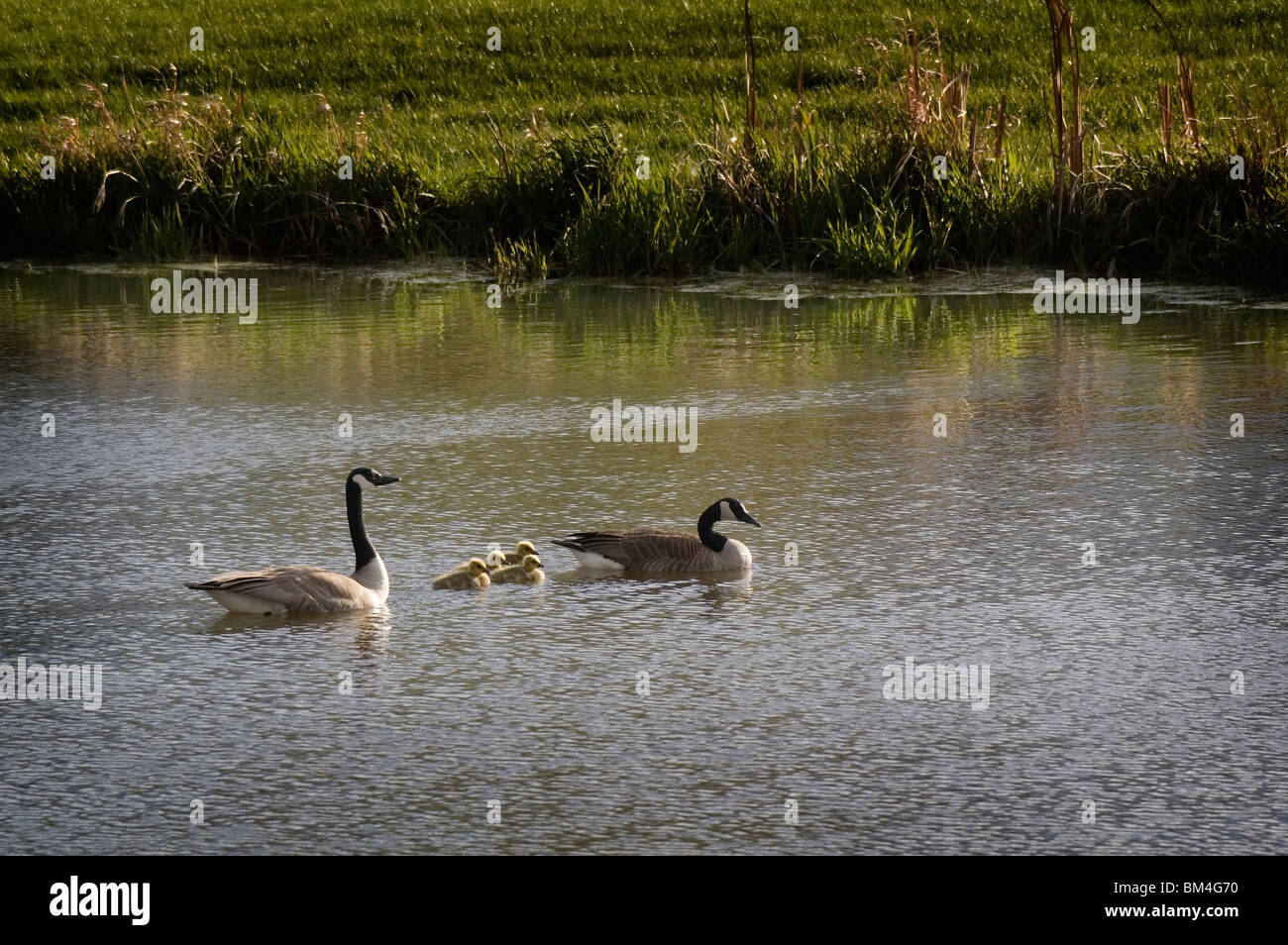 Gansos canadienses con 4 goslings nadar en un estanque. Foto de stock