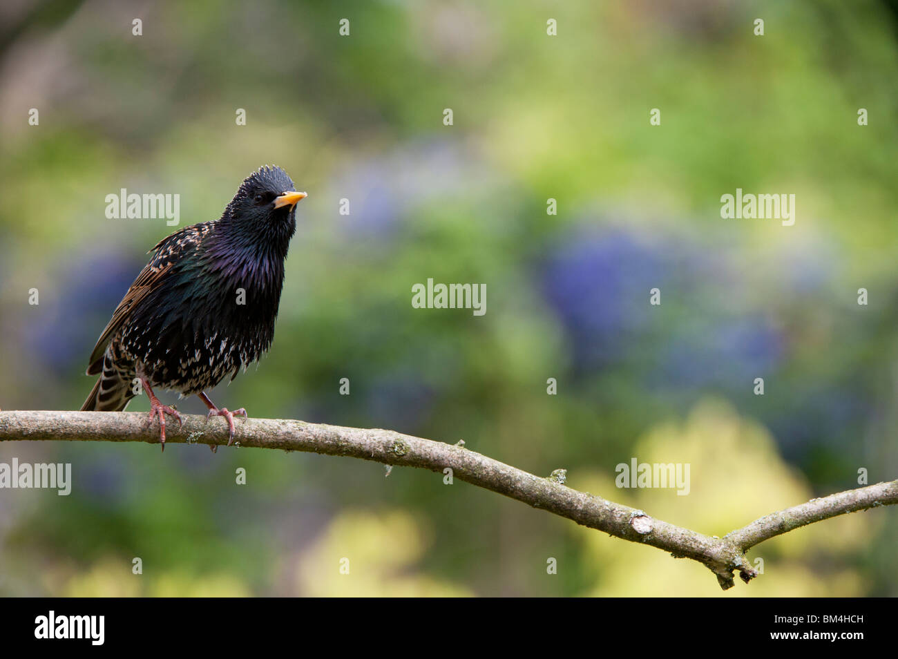 Sturnus vulgaris. Starling en la rama de un árbol Foto de stock