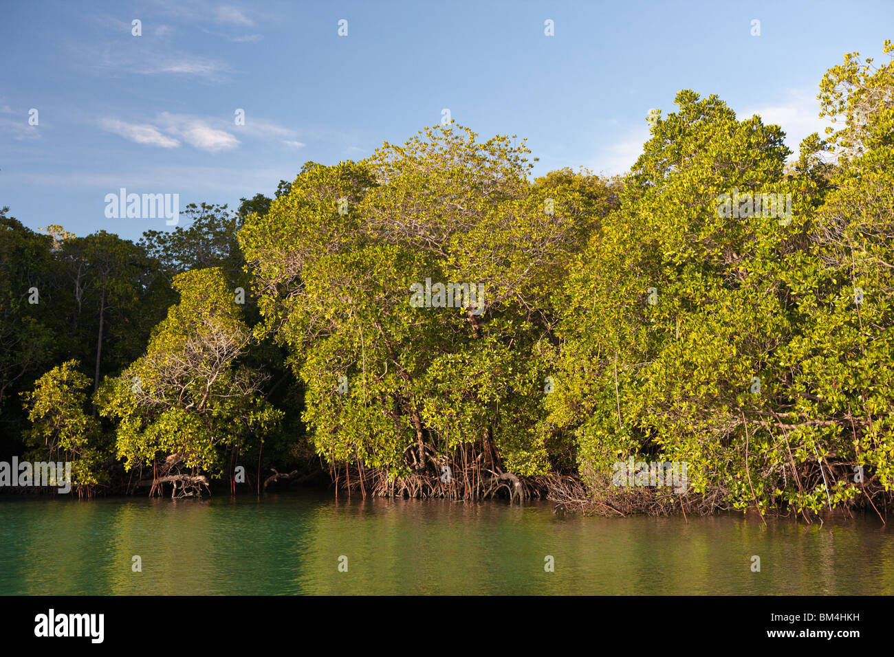 Los manglares de Misool, Raja Ampat, Papua Occidental, Indonesia Foto de stock