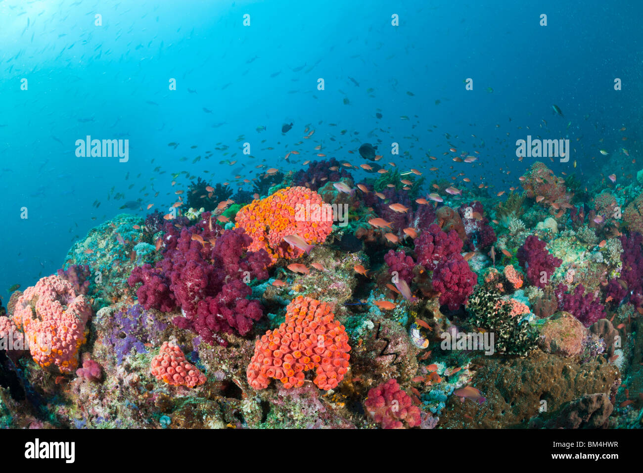 Coloridos arrecifes de coral, Raja Ampat, Papua Occidental, Indonesia Foto de stock