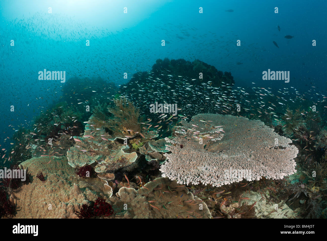 Sobre mesa de peces de coral Coral, Raja Ampat, Papua Occidental, Indonesia Foto de stock