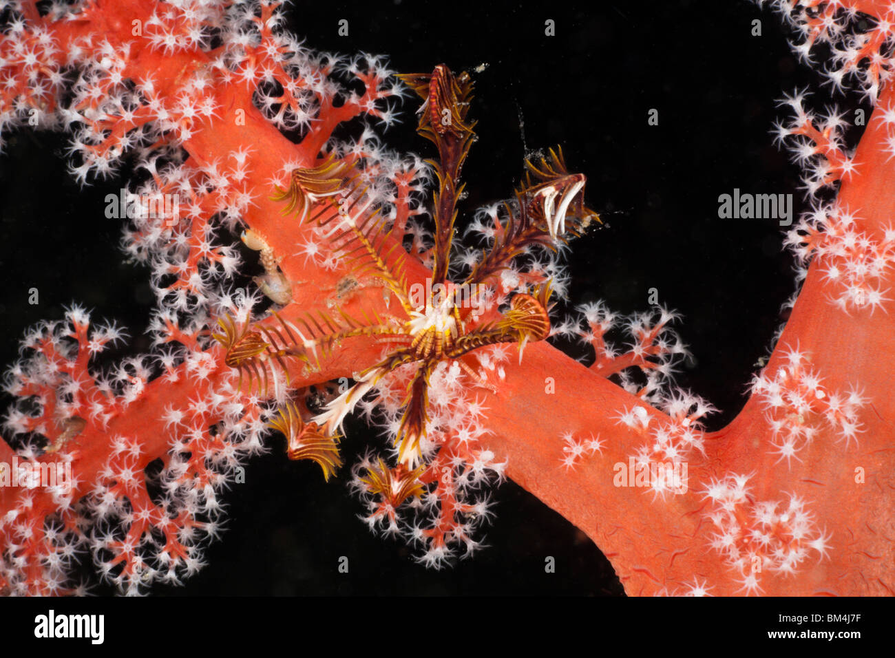 Pequeña Crinoid sobre el coral rojo, Comanthina sp., Siphonogorgia godeffroyi, Raja Ampat, Papua Occidental, Indonesia Foto de stock