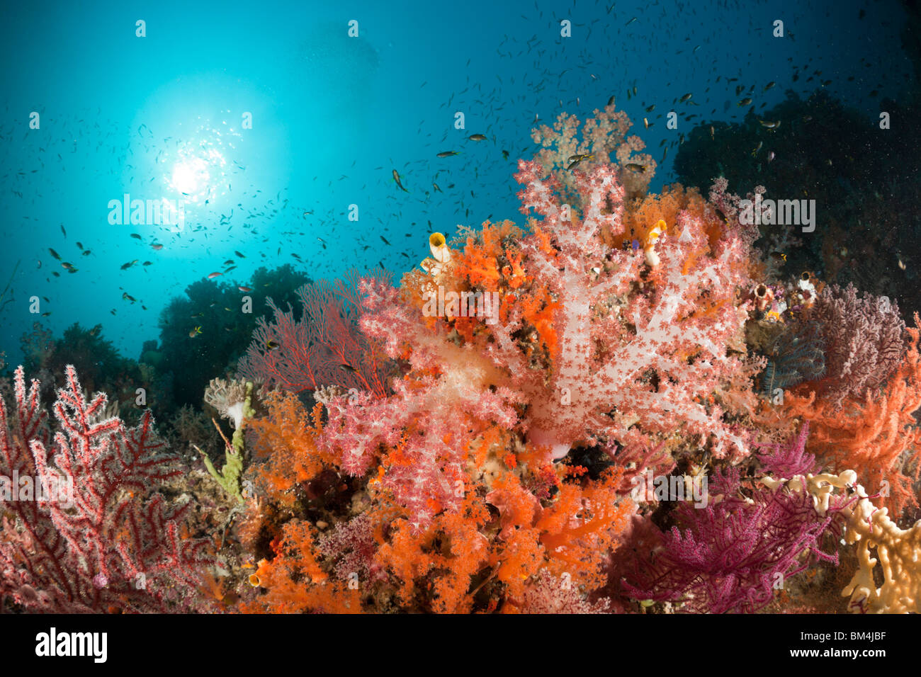 Coloridos corales blandos, Dendronephthya sp., Raja Ampat, Papua Occidental, Indonesia Foto de stock