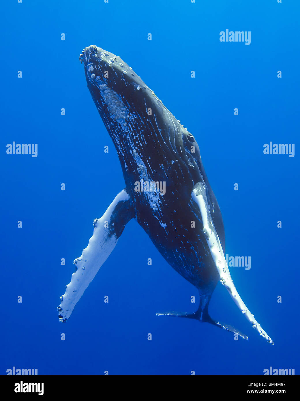 La ballena jorobada, Megaptera novaeangliae, Océano Pacífico, Hawai, EE.UU. Foto de stock