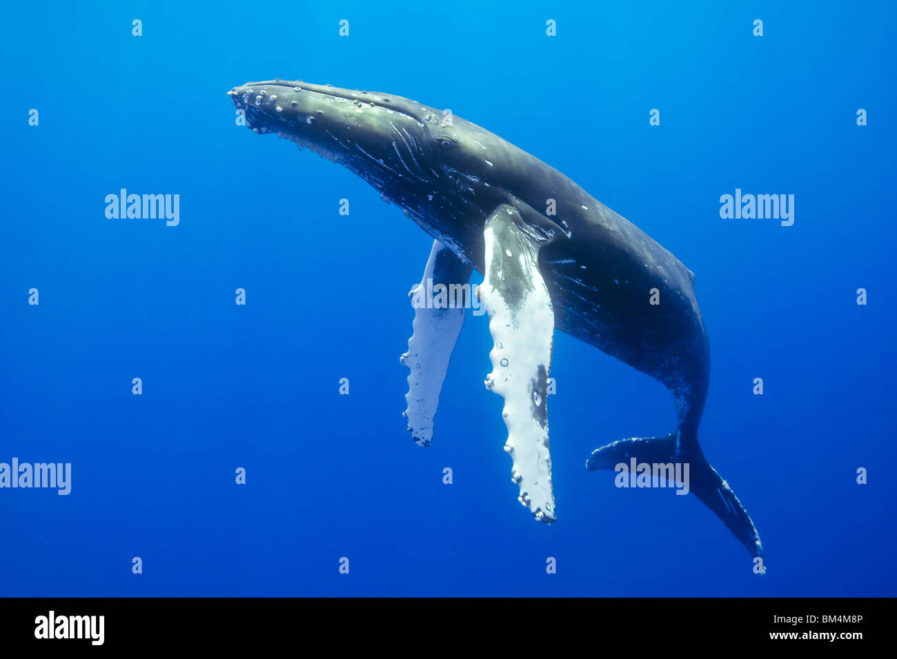 La ballena jorobada, Megaptera novaeangliae, Océano Pacífico, Hawai, EE.UU. Foto de stock