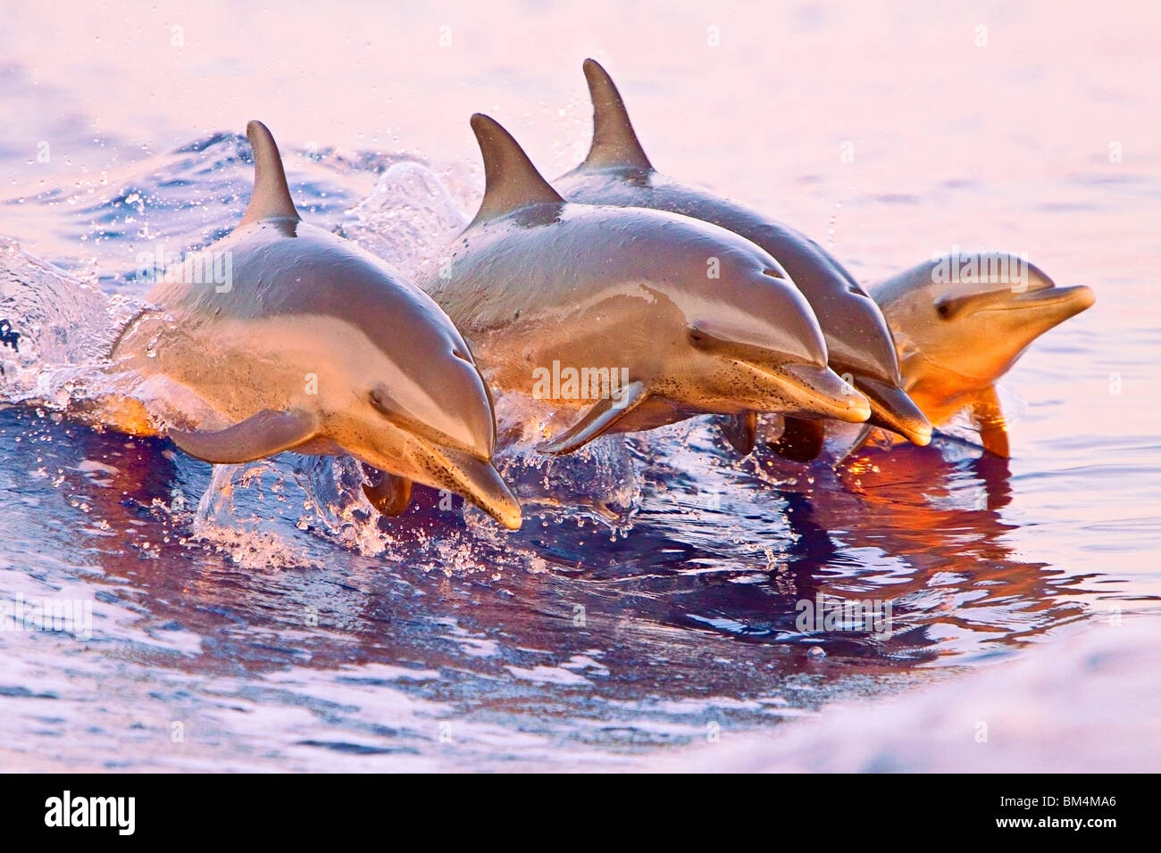 El Delfín Manchado Pantropical, Stenella attenuata, Océano Pacífico, Hawai, EE.UU. Foto de stock