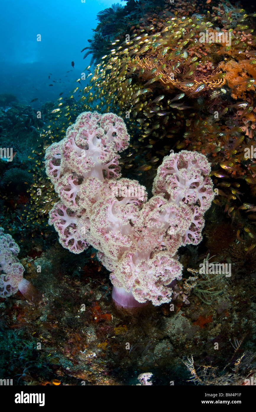Los corales blandos y Glassfish, Dendronephthya mucronata, Komodo, Lesser Sunda Islands, Indonesia Foto de stock