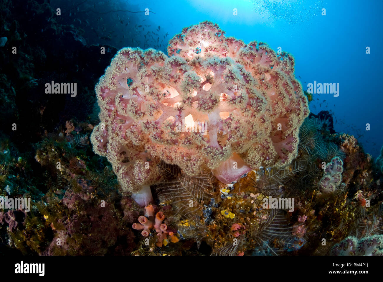 Coral blando en el Arrecife de Coral, Dendronephthya mucronata, Komodo, Lesser Sunda Islands, Indonesia Foto de stock