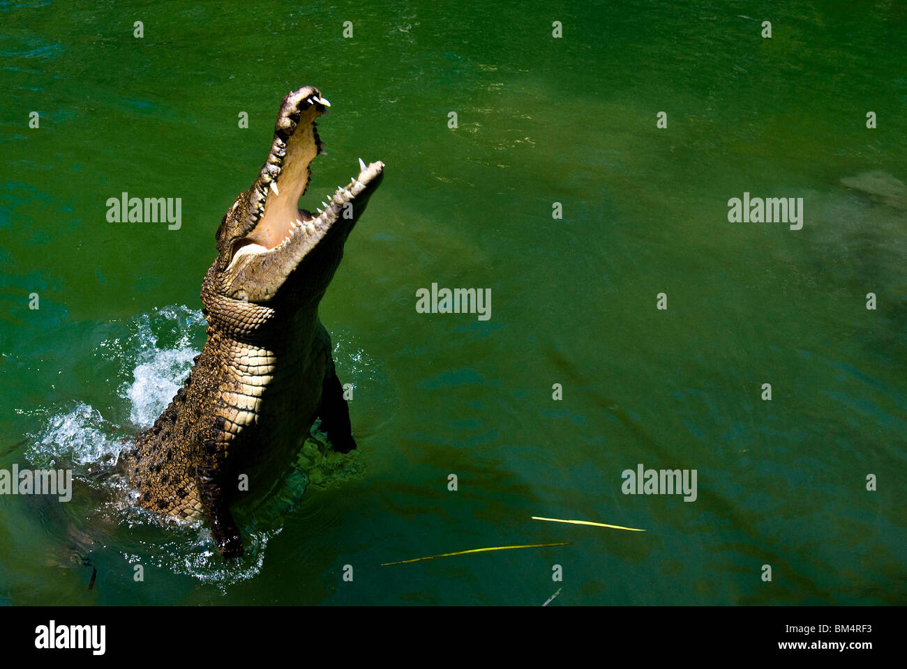 El cocodrilo de agua salada, Crocodylus porosus, Cairns, Queensland, Australia Foto de stock