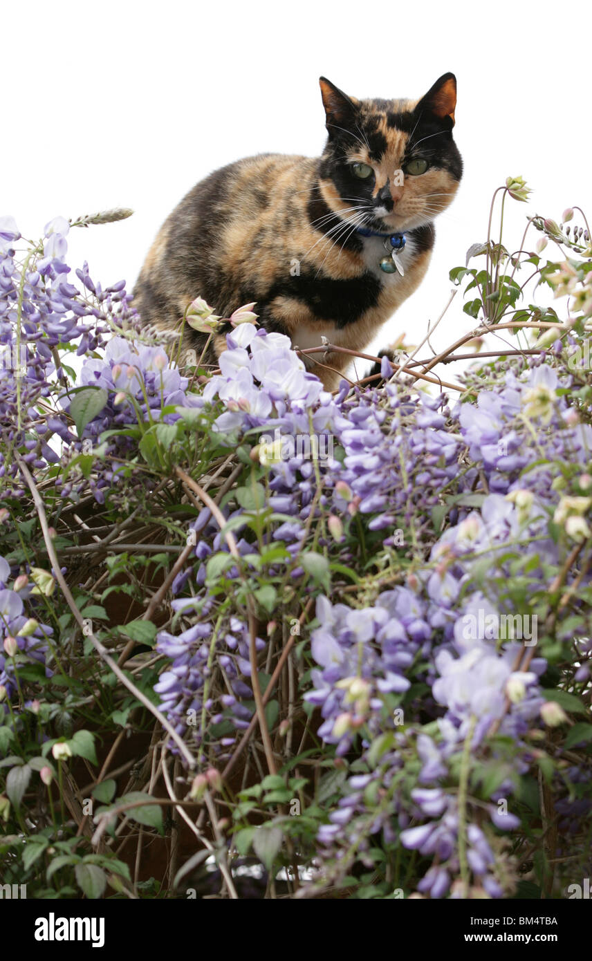 Gato doméstico sola hembra adulta entre flores Gosport, REINO UNIDO Foto de stock