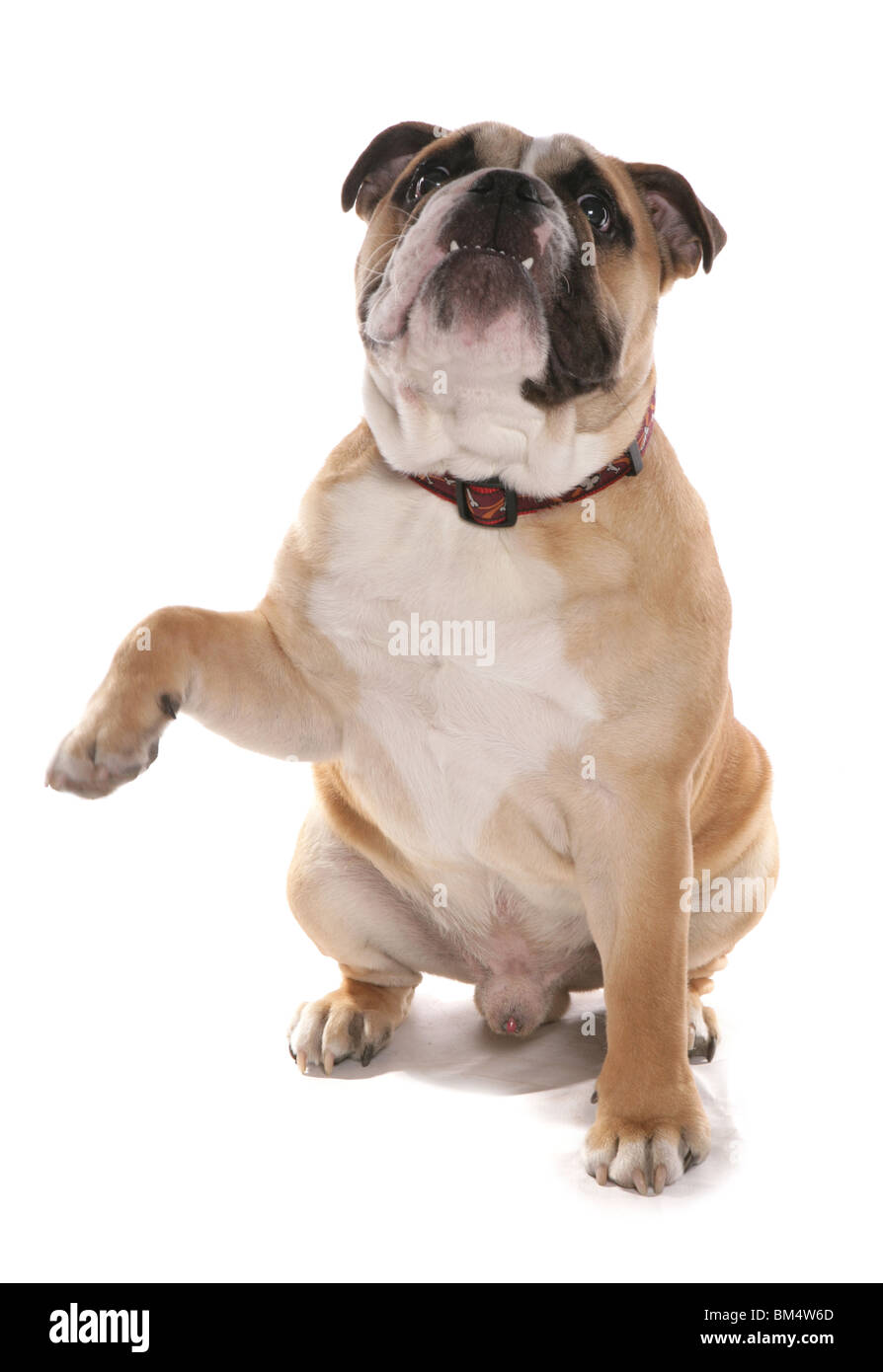 Bulldog único macho adulto sentado dando paw Studio, REINO UNIDO Foto de stock