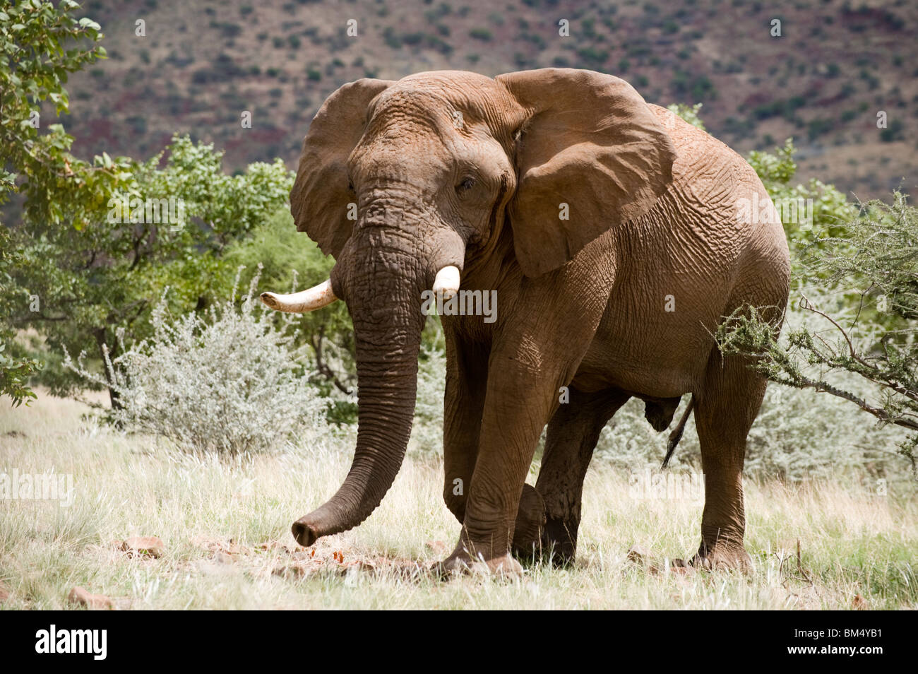 Bull elefante en el Bush, concesión Palmwag, Damaraland, región Kunene, Namibia. Foto de stock
