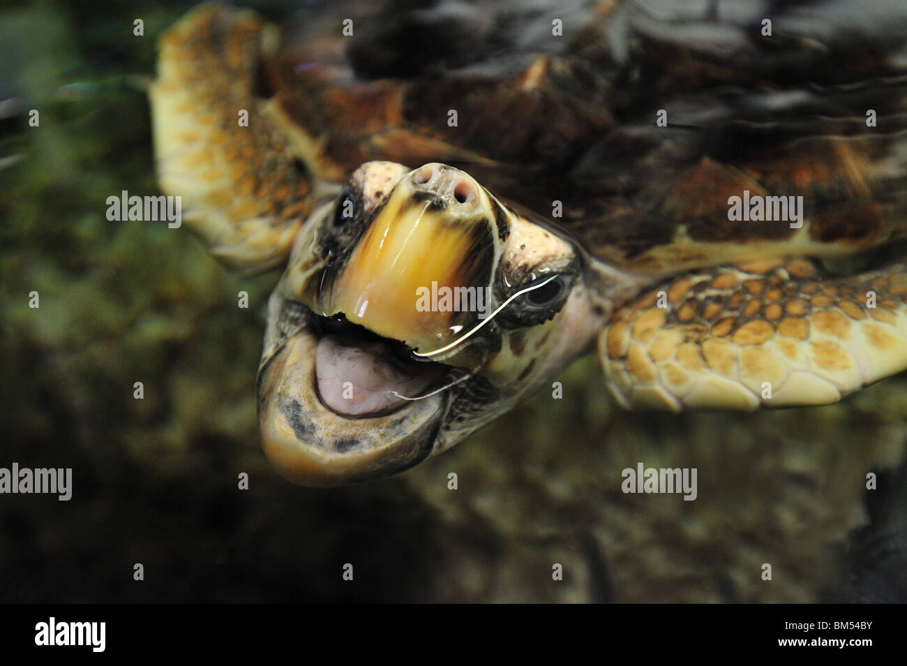 Tortugas marinas Hawskbill, Eretmochelys imbricata, Florida, cautiva Foto de stock