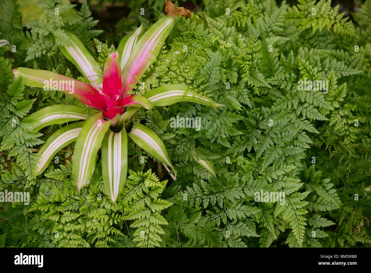 Flor Neoregelia Carolinae, Bromeliaceae, Flandria, Negre Foto de stock