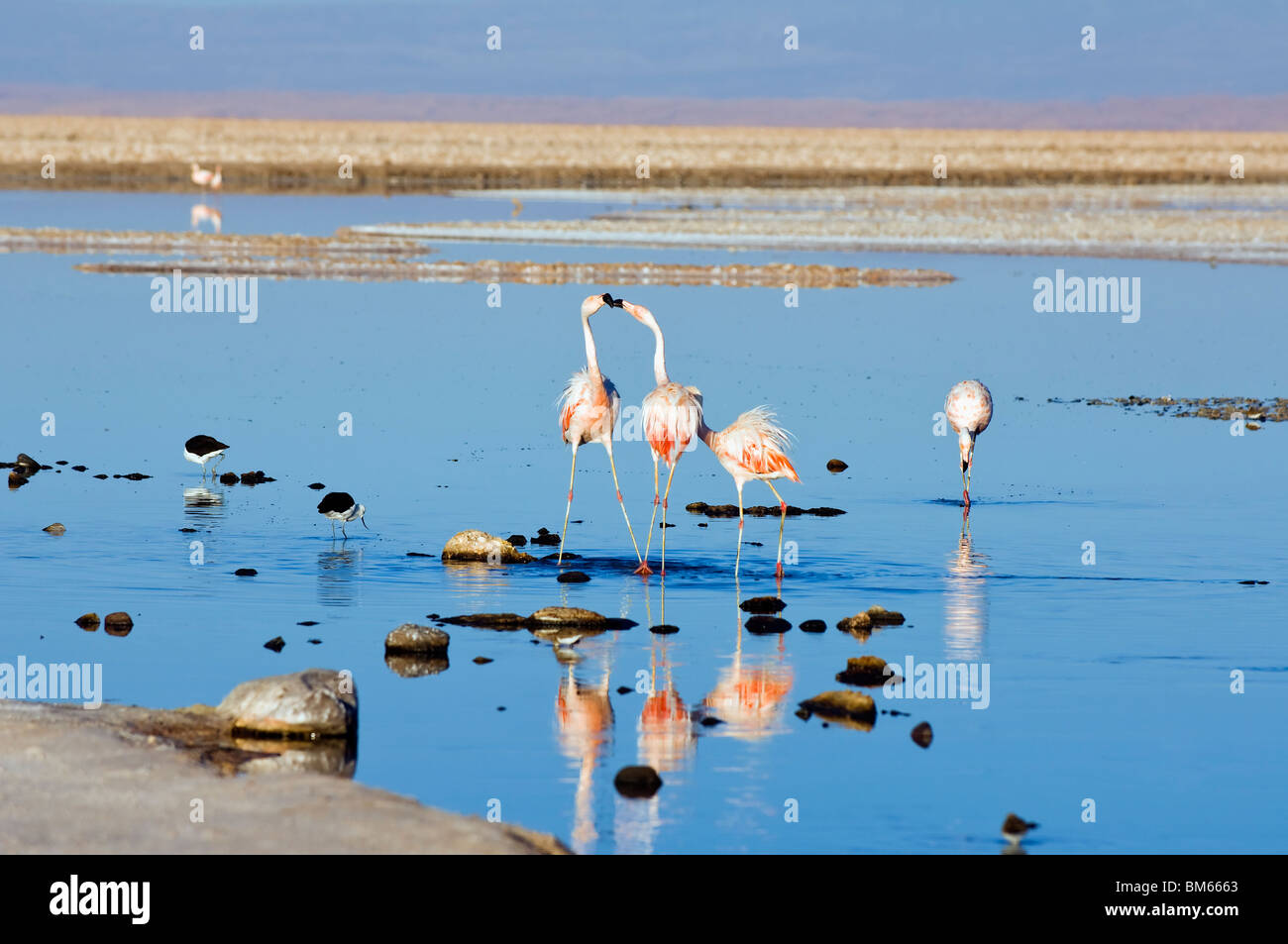 Flamencos Chilenos (Phoenicopterus chilensis), Laguna de Chaxa, el desierto de Atacama, Chile Foto de stock