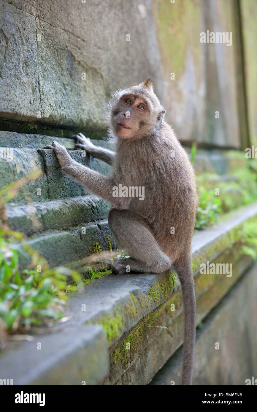 En Monkey mono-forest, Ubud, Bali, Indonesia Foto de stock