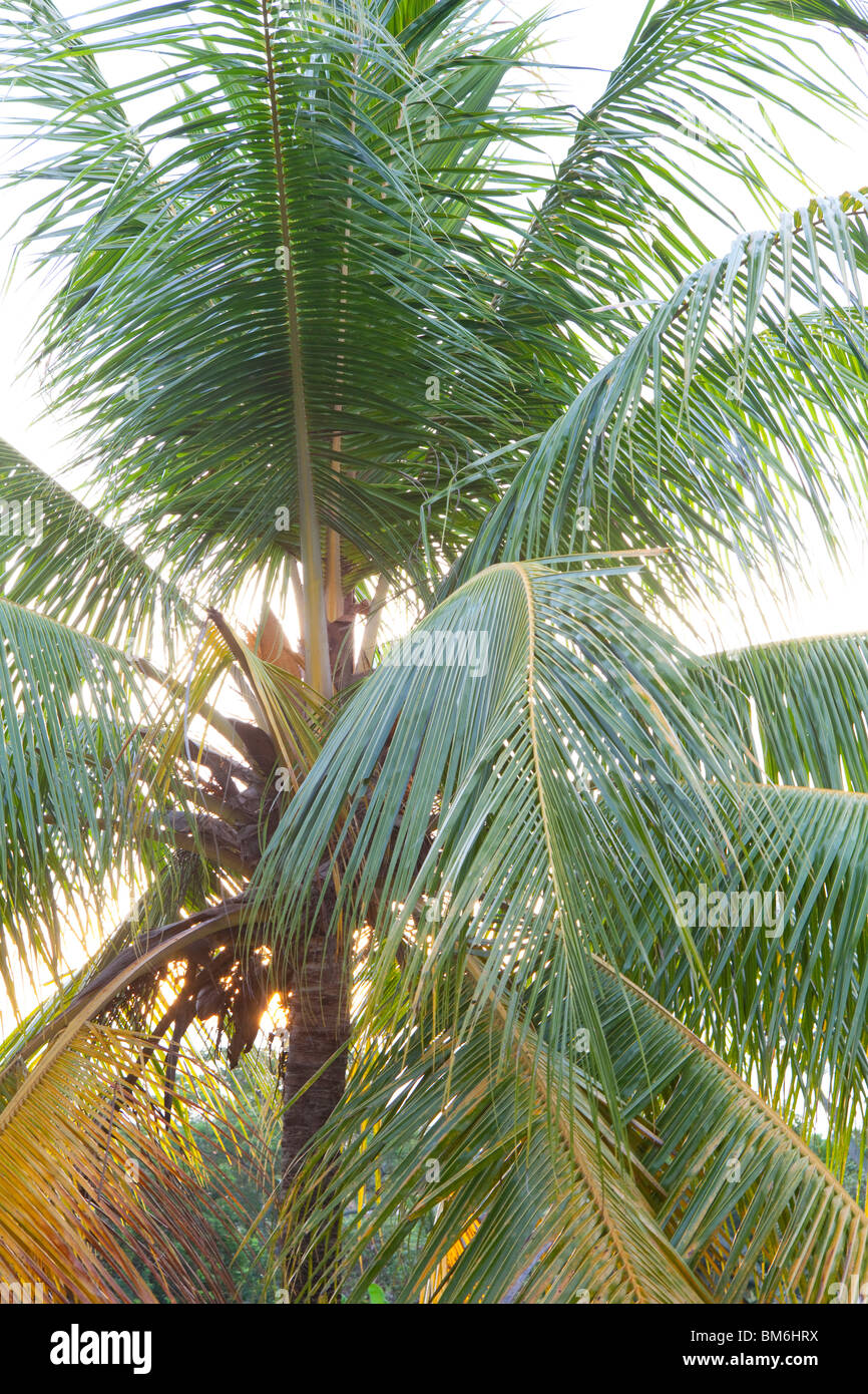 Hojas de palmera en la luz del sol Foto de stock