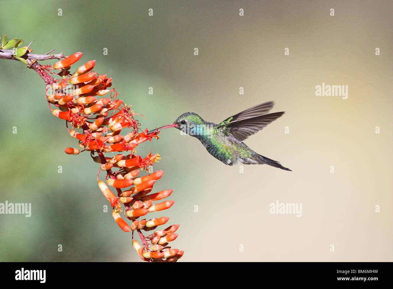 Amplia facturó Colibrí macho adulto en Ocotillo flores. Foto de stock