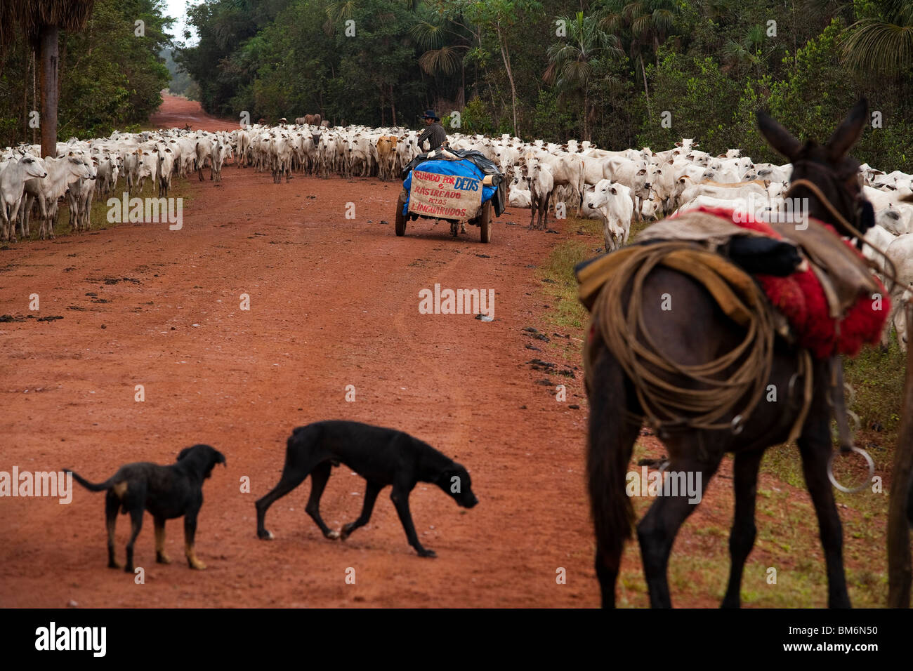 Manada de ganado, la BR-163 (carretera Cuiabá - Santarém road ) en el sur del estado de Pará, Amazonas, Brasil. Foto de stock