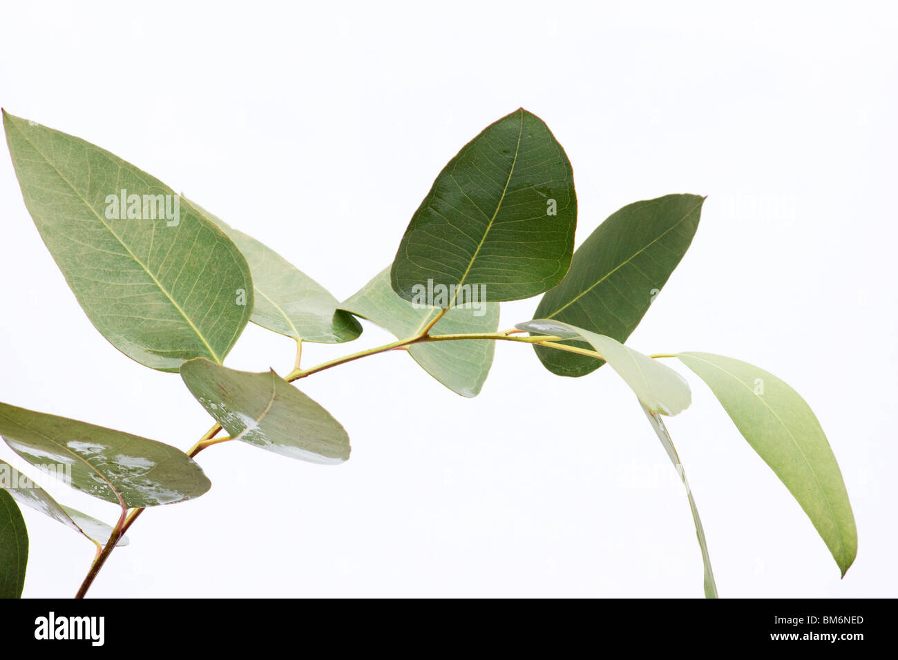 Closeup de hojas de eucalipto en una rama sobre fondo blanco